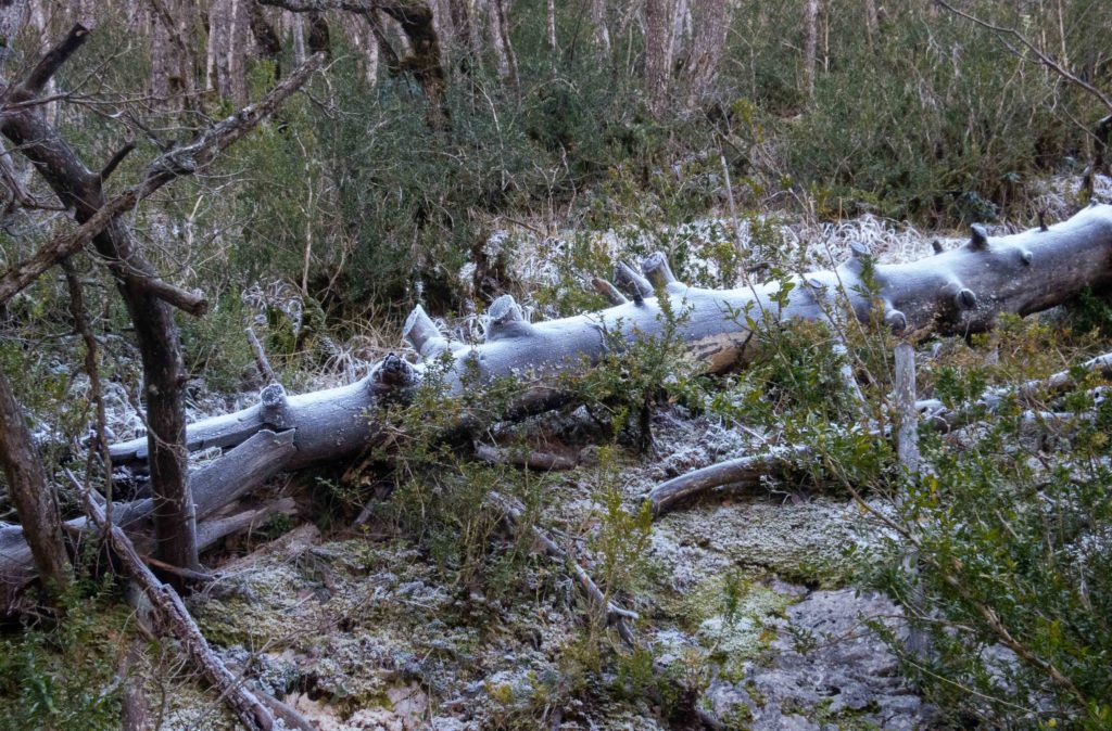 fallen tree trunk in frost