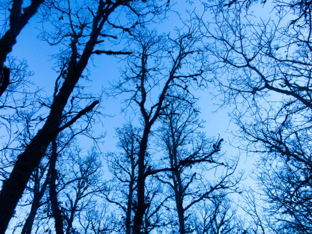 trees against a blue sky