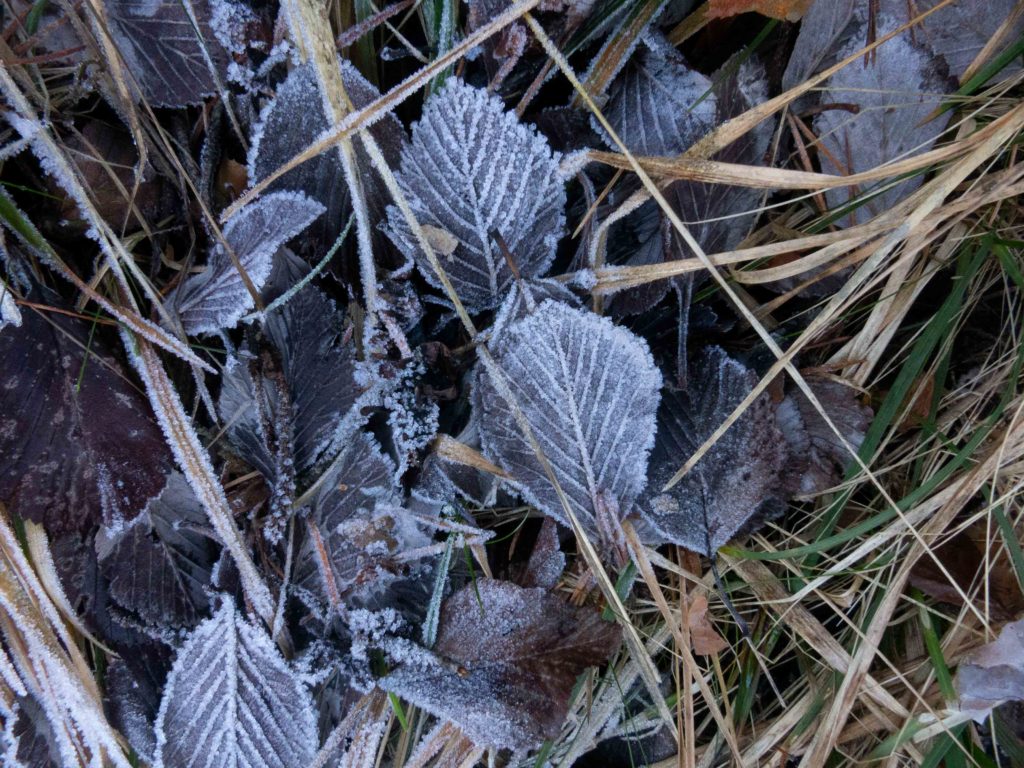 frozen leaves cote d'azur