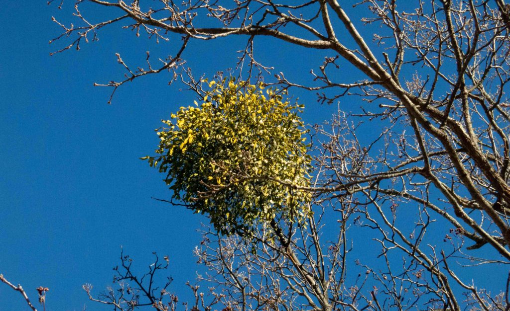 Mistletoe